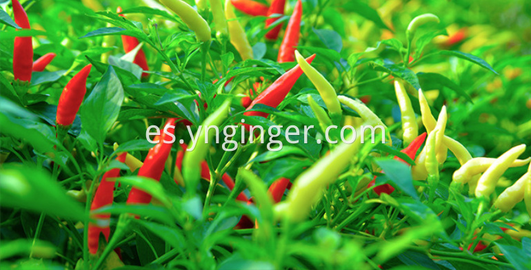 chile seco 1 dried chili pepper 1